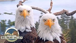 Where is Big Bear Valley Eagle Cam Located? Watch the Majestic Eagles Live!